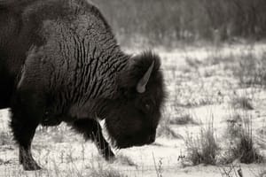 reviving the american bison