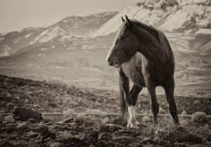 exploring the majesty of the sierra nevada